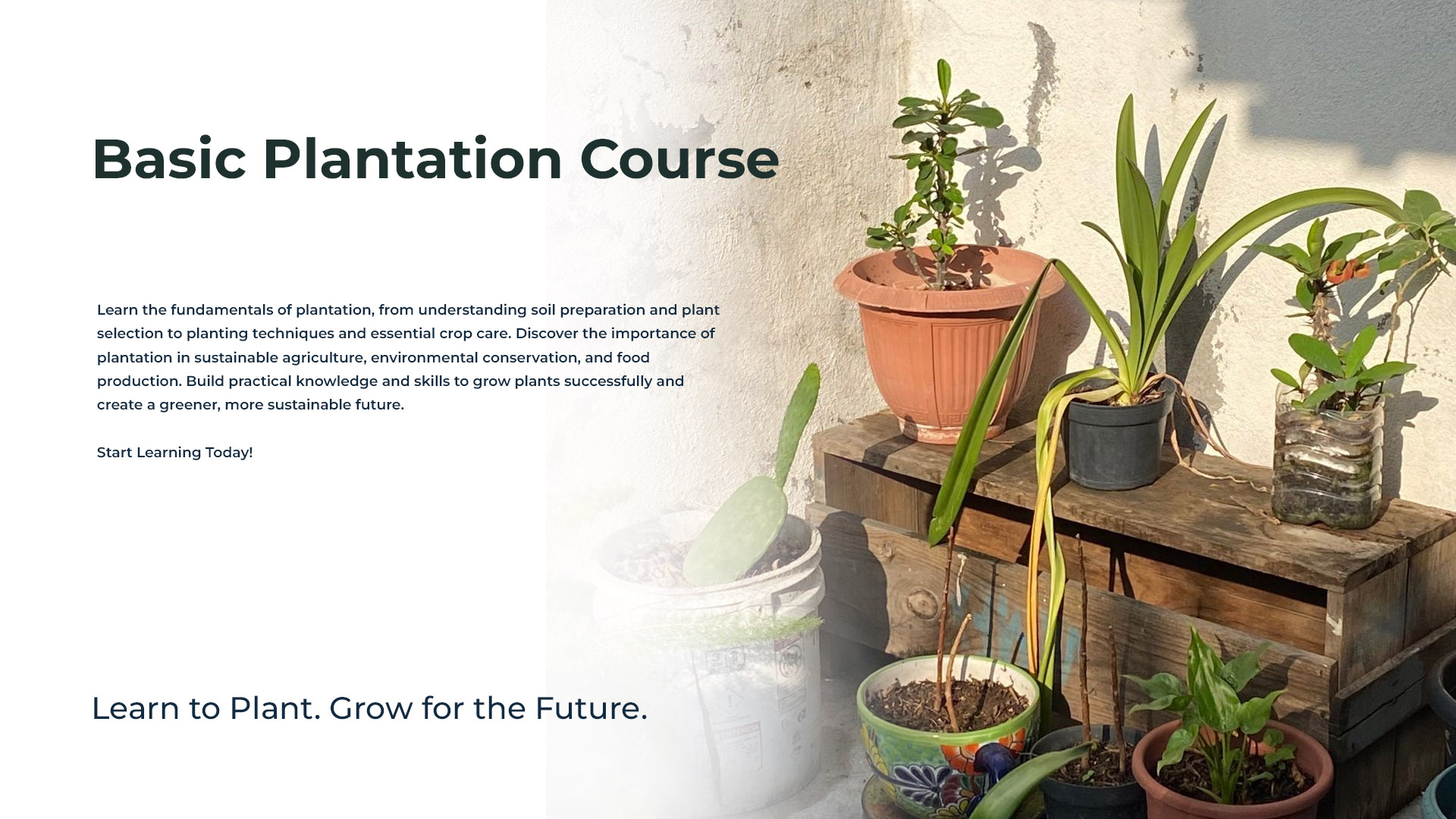 Basic Plantation Course Group 01 - Dec 5, 2026